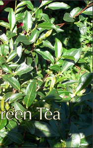 08greentea4