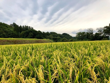 h華想い201908三戸